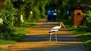 Bharatpur Bird Sanctuary Watching Tour Car Hire, car hire iin dellhi