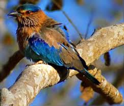 Bharatpur Bird Sanctuary Watching Tour Car Hire, car hire iin dellhi